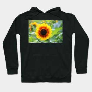 Red Yellow Sunflower Hoodie